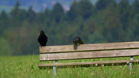 Couple-of-black-crows-resting-on-wooden-bench-in-front-of-meadow-and-forest,-close-up-shot