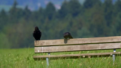 couple of black crows resting on wooden bench in front of meadow and forest, close up shot