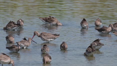 Beschäftigt-Mit-Der-Nahrungssuche-Unter-Wasser-Und-Ihren-Langen-Schnäbeln,-Um-Tief-Im-Schlamm-Durch-Das-Wasser-Nach-Nahrung-Zu-Greifen,-Uferschnepfe-Limosa-Limosa,-Thailand