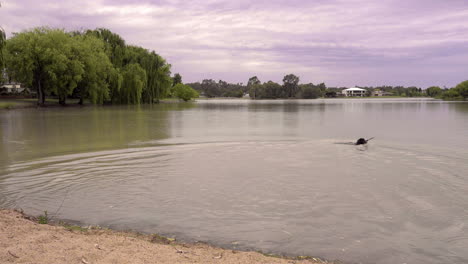 An-English-springer-spaniel-jumps-into-the-water-and-swims-out-to-retrieve-a-stick-in-a-lake,-willow-trees-surround-the-lake