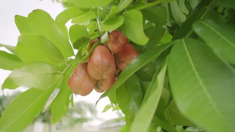 Schöne-Nahaufnahme-Von-Ackee-Früchten-Mit-Wehendem-Wind,-Reifen-Und-Biologisch-Angebauten-Ackee-Früchten,-Exotischen-Braunen-Tropischen-Früchten-Am-Baum,-Biologisch-Angebauten-Und-Nahrhaften-Inselnahrungsmitteln