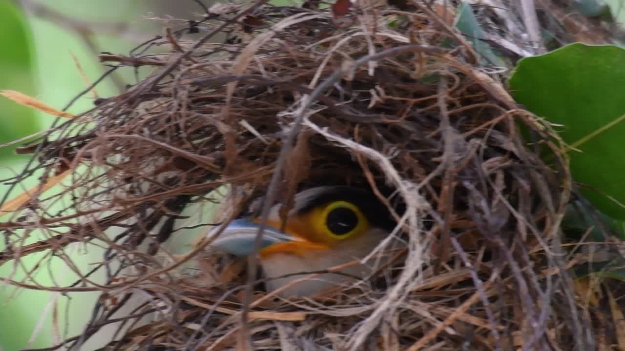 The Silver-breasted Broadbill is a famous bird in Thailand, both local and international