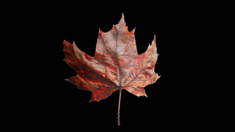 collection of autumn leaves