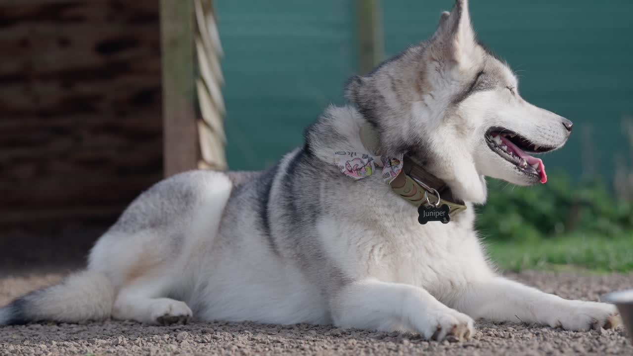 A noble husky, calm and wise, beneath the open, endless skies