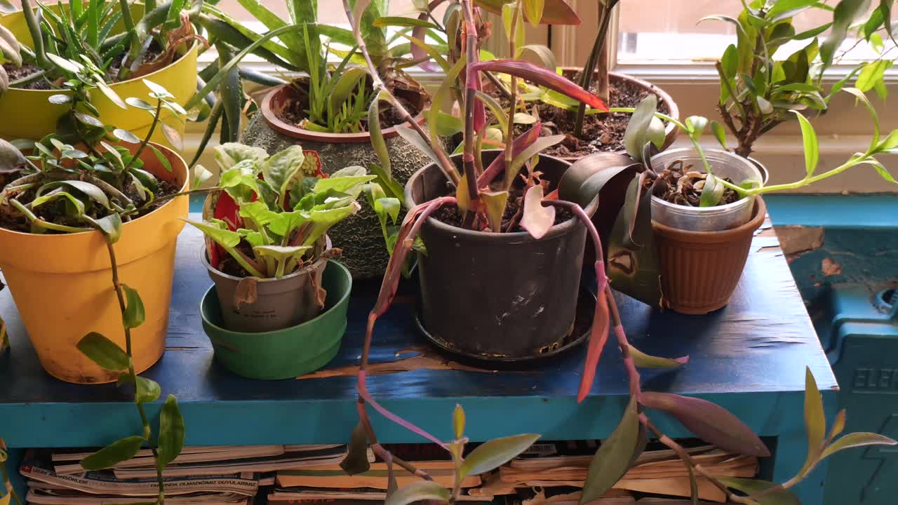 Various Potted Plants on a Rustic Blue Wooden Surface with Natural Light