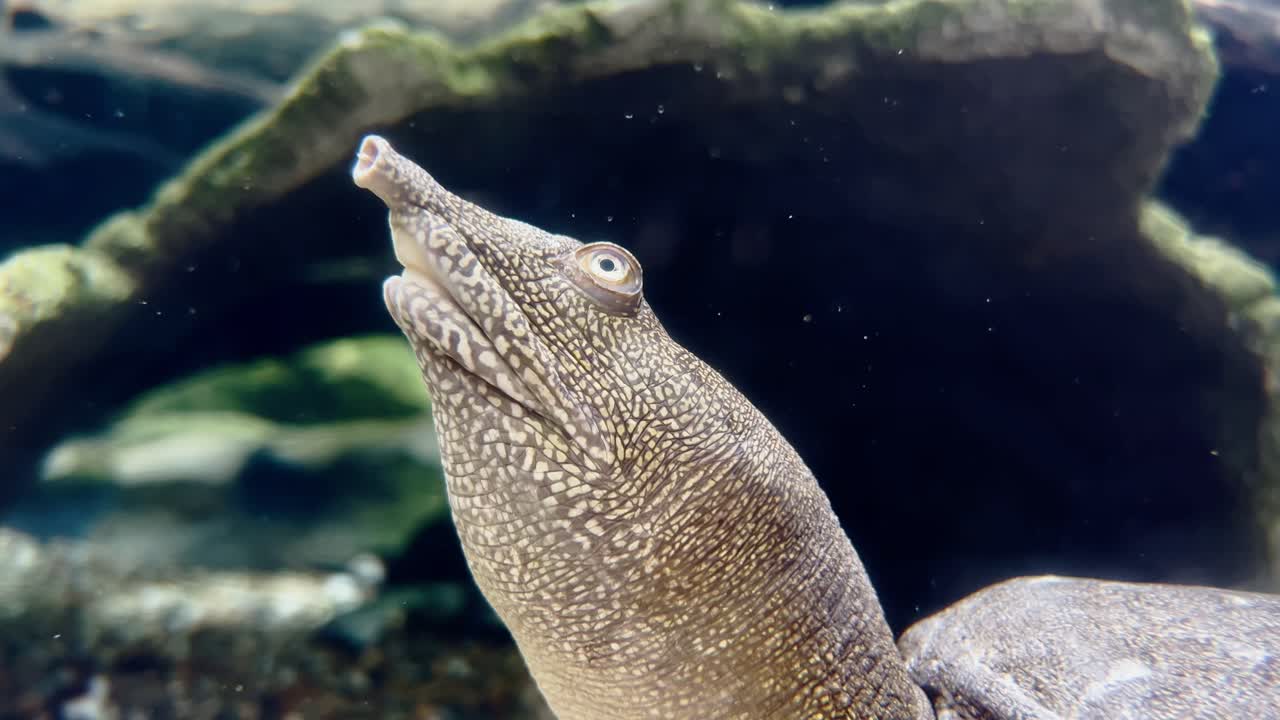 primer plano submarino de una tortuga de caparazón blando china salvaje, pelodiscus sinensis endémico de china en las maravillas del río singapur, zoológico safari, reservas mandai