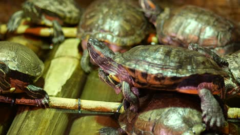 group of turtles on bamboo