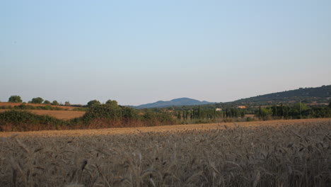 La-Cámara-Se-Mueve-Sobre-El-Grano-En-Una-Hermosa-Puesta-De-Sol-De-Mallorca