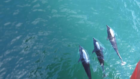 Rare-right-whale-dolphins-bow-riding-in-crystal-clear-water