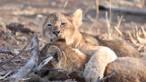 close up of two lion cubs wrestling and washing in mashatu game reserve, botswana