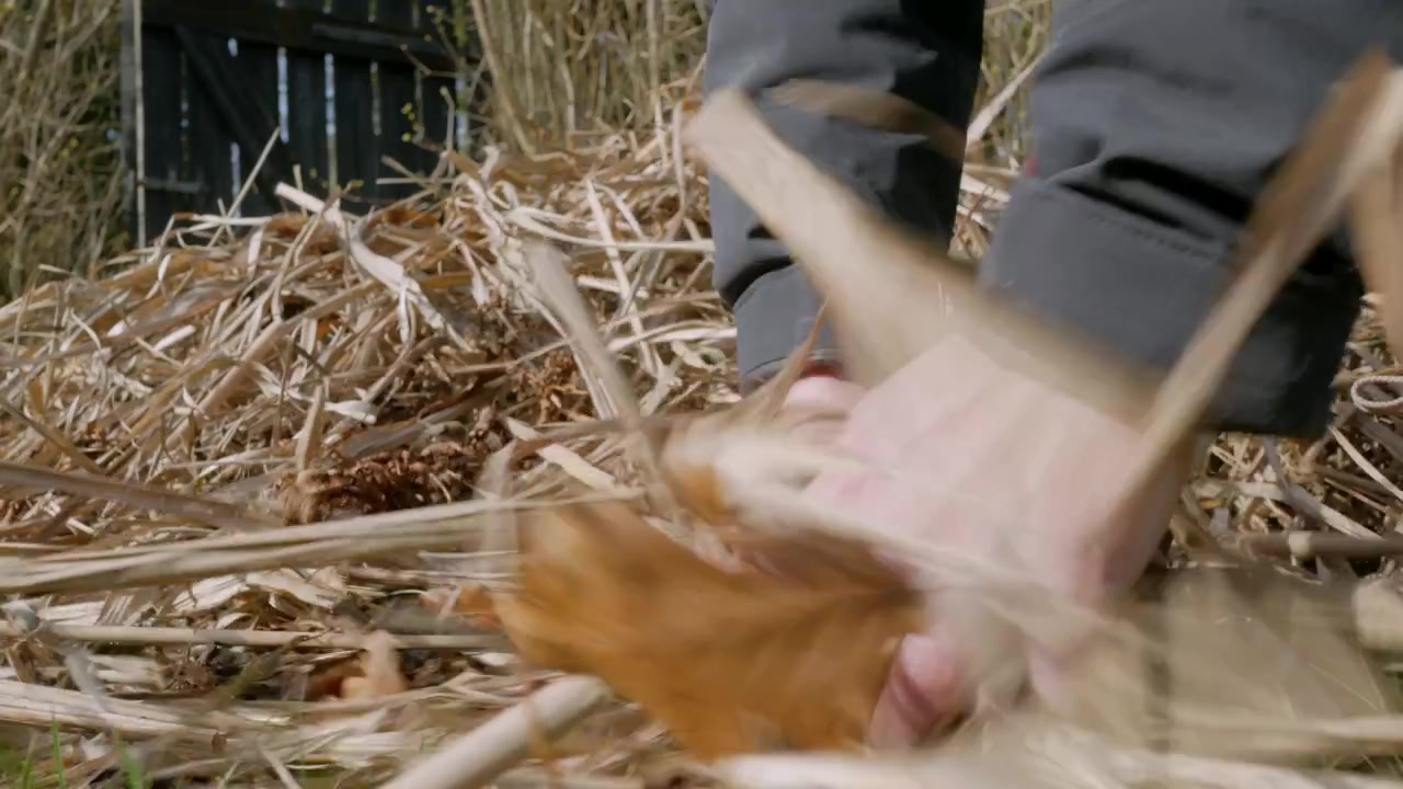 Hands removing dry grass, cleaning garden in spring, low angle shot