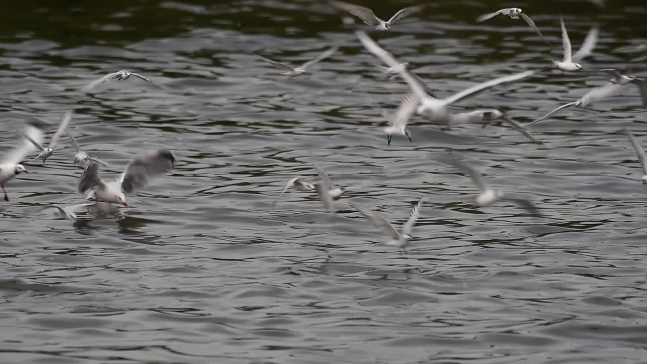 제비 갈매기와 갈매기는 태국으로 이동하는 철새로 원을 그리며 날아 다니며 방푸 레크리에이션 센터 부두에서 바다에 떠있는 음식을 위해 번갈아 가며 훑어 봅니다.