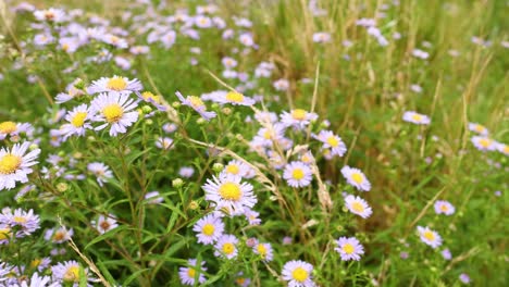 purple daisies swaying in the breeze