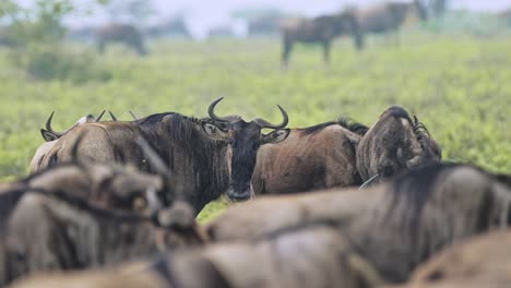wildebeest herd migration in serengeti in tanzania, large group of lots of wildebeest close up migrating on great migration in africa in serengeti national park on african wildlife animals safari
