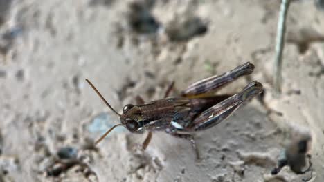 Macro-shot-of-a-brown-grasshopper-on-a-white-stone