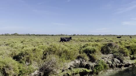 Schwarzer-Ochse-Läuft-Bei-Gutem-Wetter-In-Frankreich-Durch-Eine-Wiese-Entlang-Eines-Flusses