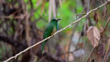 el abejaruco de barba azul se encuentra en la península de malaya, incluida tailandia, en claros de bosques particulares