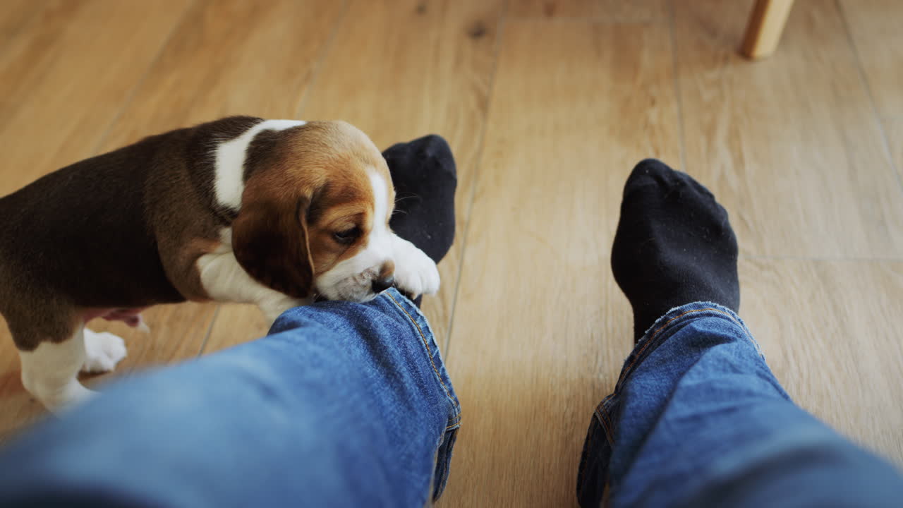 Un simpatico cucciolo di beagle morde i pantaloni del suo padrone, vista in prima persona.