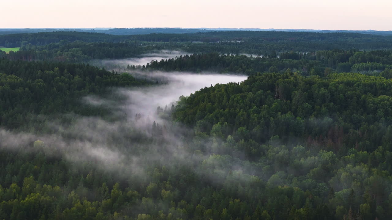 Kaunis valkoinen aamusumu nousee metsän latvojen yläpuolelle Gauja-joen laaksossa, Siguldassa, Latviassa. Ilmapanorointi vangitsee upean maiseman