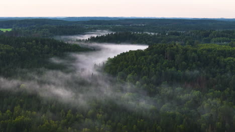 Beautiful White Morning Mist Rising Above The Forest Treetops Of Gauja River Valley, Sigulda, Latvia. Aerial Panorama Capturing The Stunning Landscape.