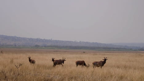 roan antelope in akagera national park, rwanda, africa