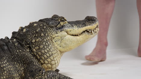 el tirador de animales se aleja del caimán americano sobre fondo blanco - sesiones de fotos con animales peligrosos