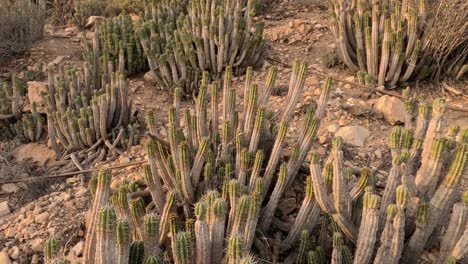 Euphorbia-Echinus-Cactus:-A-desert-plant-thriving-in-Morocco's-southern-mountains,-providing-bees-with-nectar-for-premium,-high-quality-honey-and-high-price