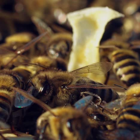 bees walk between wooden frames in a hive in a warm weather in the summer in the garden. close-up. slow motion