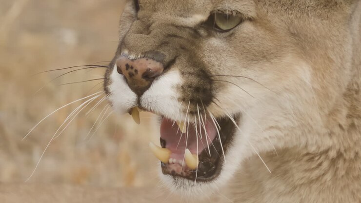 Extreme close up of a snarling mountain lion cougar