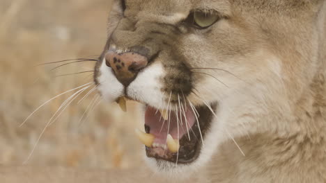 extreme close up of a snarling mountain lion cougar