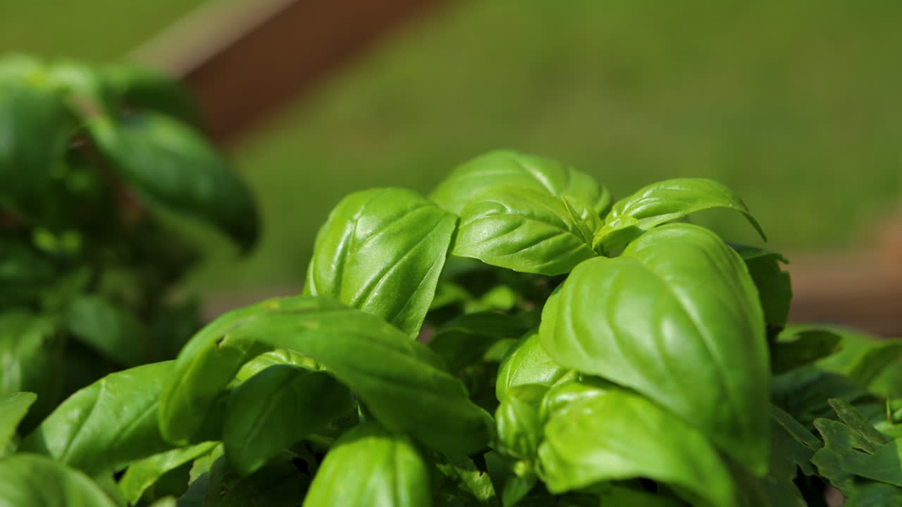 Harvesting fresh basil in the garden.