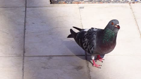 movimiento lento de una paloma ahogándose con una pieza de comida