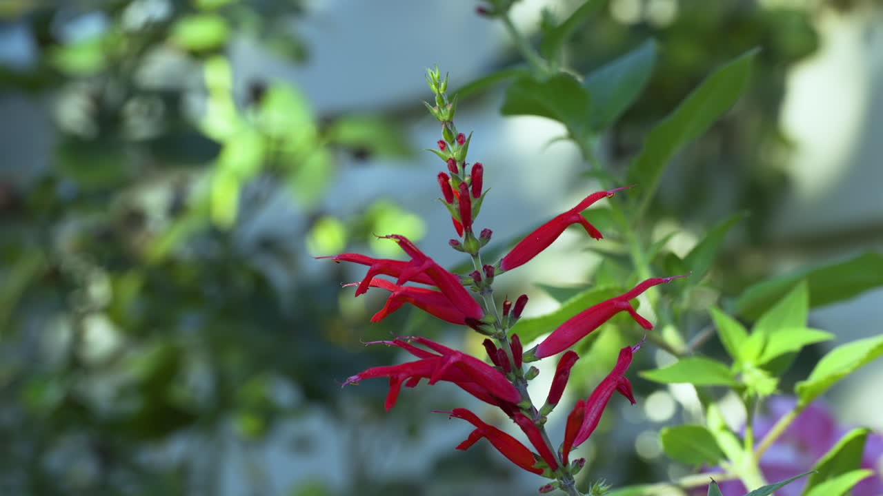 salvia de verano o flores de salvia roja en un jardín residencial