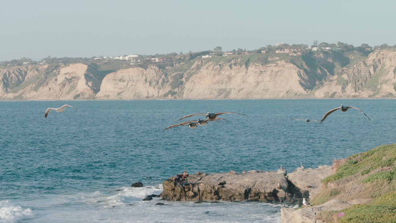 pájaros volando sobre una costa al sol