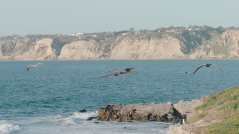 birds flying over a coast in the sun