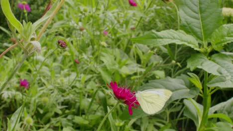 Mariposa-De-Col-Blanca-Y-Abeja-Sobre-Una-Flor-Rosa-En-El-Jardín,-Proceso-De-Polinización