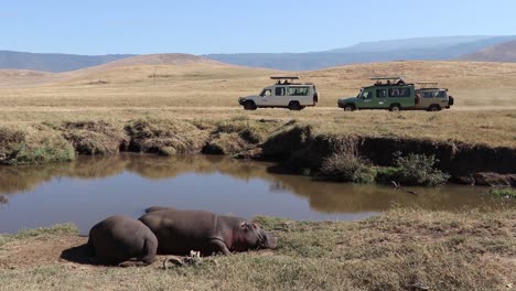 un clip en cámara lenta de dos hipopótamos, hipopótamos o hipopótamos anfibios descansando junto a un pequeño pozo de agua con vehículos de safari pasando durante la temporada de migración en el cráter ngorongoro tanzania