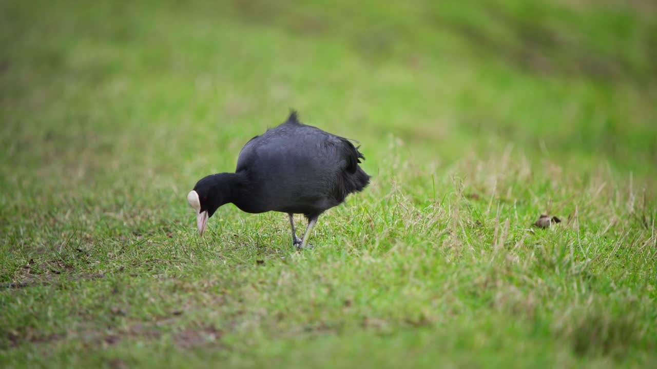 pájaro coot eurasiático picoteando el suelo herboso para la comida con su pico