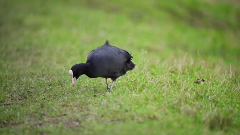 eurasian coot bird pecking grassy ground for food with its beak