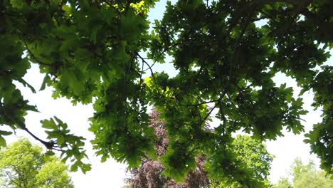 Leaves-and-branches-swaying-in-the-wind