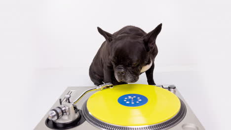 dj french bulldog with headphones and turntables