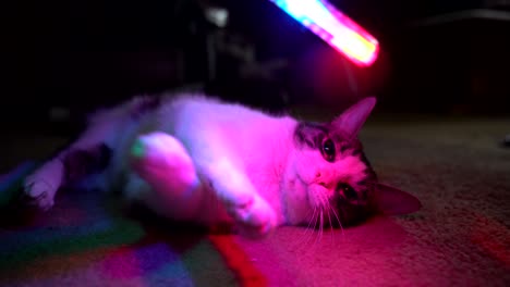 a small cat rolls around and plays with a colorful light stick. 4k 23.98 fps.