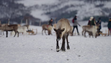 Domestizierte-Rentierherde-Auf-Der-Winterweide,-Menschen-Im-Hintergrund