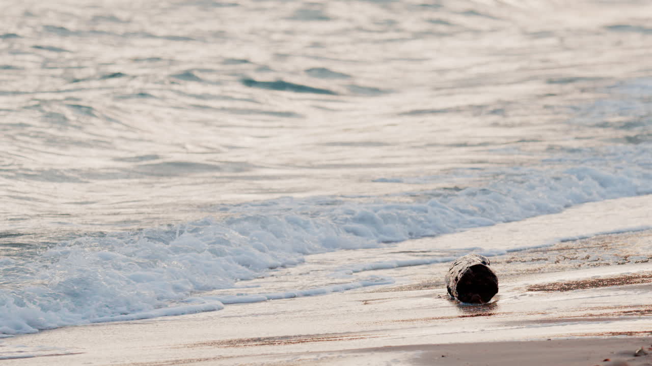 Close up of green bananas growing on a banana tree in Golfe Juan, France