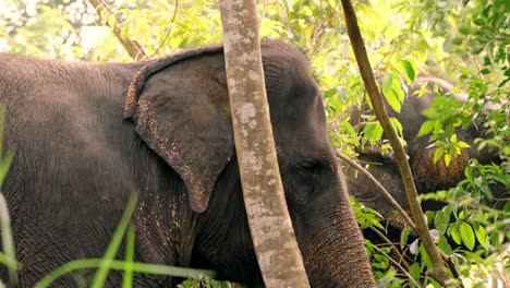 a group of wild elephants is seen feeding from a tree in the lush landscapes of sri lanka.