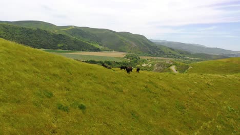 Beautiful-Aerial-Over-Cows-Or-Cattle-On-A-Green-Ridge-With-Wind-Blowing-In-Central-California-3