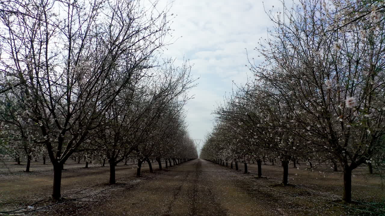 Dolly Out Shot Tunnel of Cherry Trees in start of Blossom Season