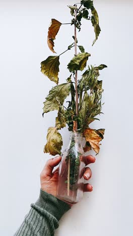 hojas y flores secas en botellas pequeñas