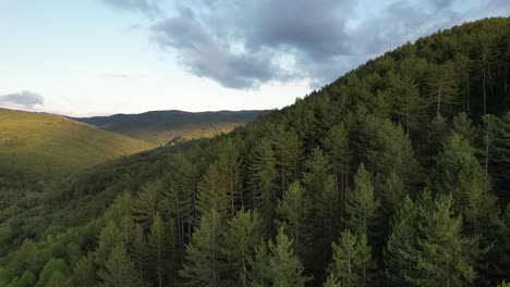 coniferous forest, drone view of coniferous pine forest, foliage woodlands, agriculture and forestry industry, climate crisis