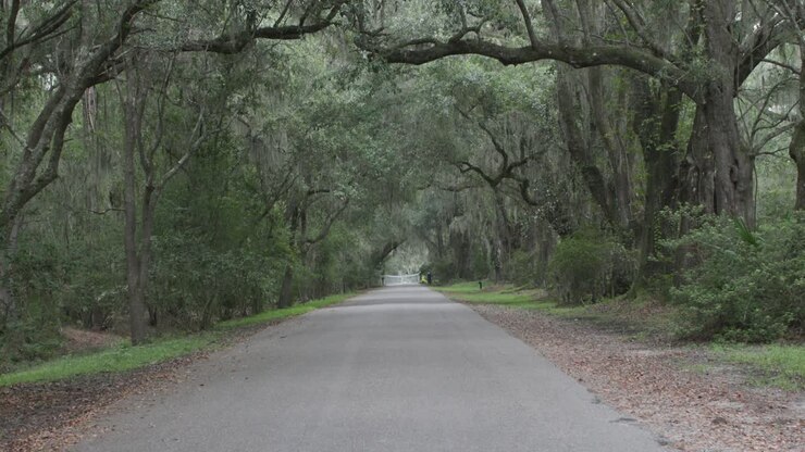 Una strada del sud costeggiata da alberi con muschio spagnolo